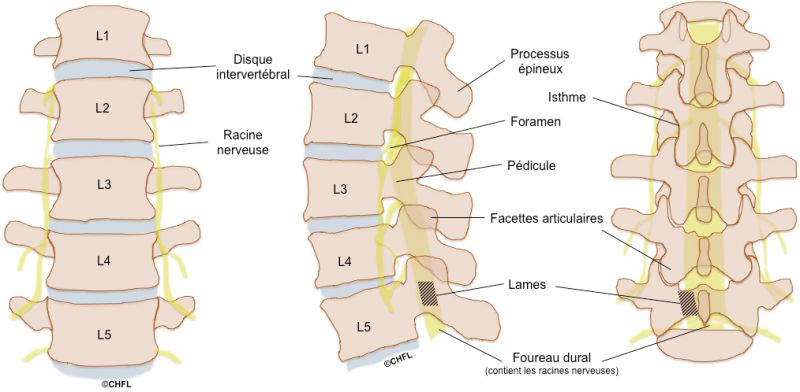 Anatomie Du Rachis Lombaire Anatomie Du Rachis Lombaire
